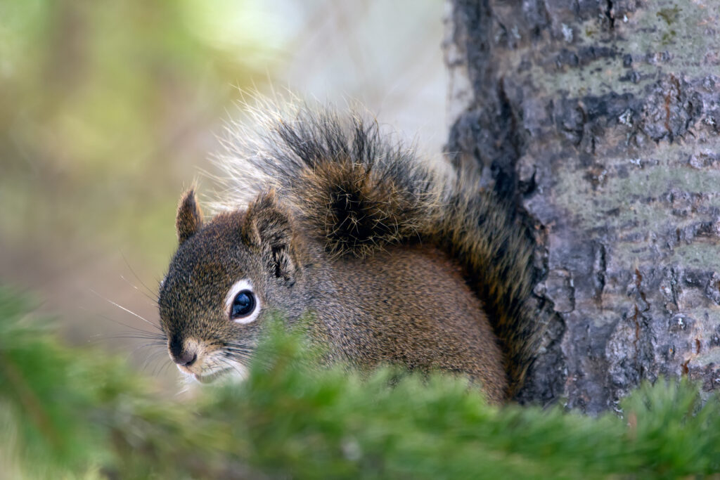 Forests and Biodiversity